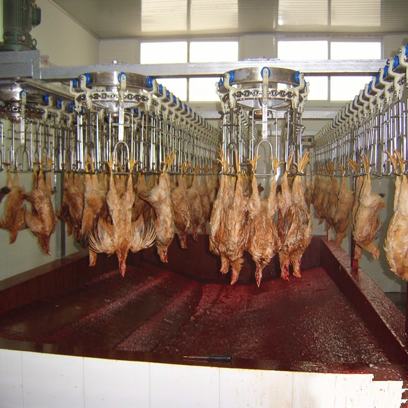 3000Birds / H Poultry Chicken Slaughter Line House 380V Stainless Steel