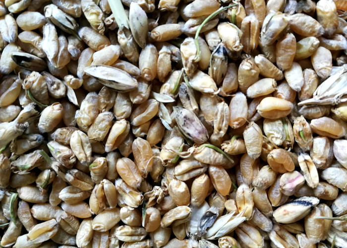 High Frequency Wheat Sorting Machine 10 Channels In Wheat Flour Milling Line