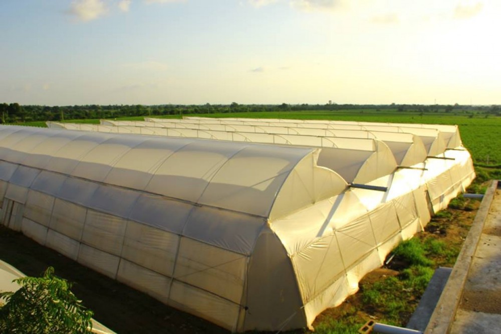 Used Container Tomato Greenhouse PE Material Optional Ventilation System