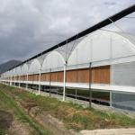 Multi Span Film Greenhouse Structure Commercial Frames Large Plants Growing