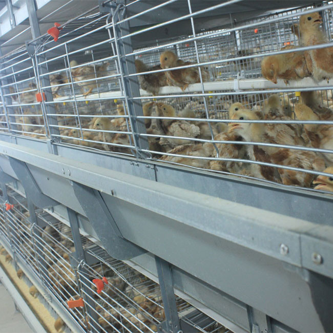H Type Battery Cage For Broilers Full Automatic Feeding System