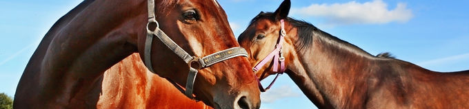 15m Diameter Horse Arenas 22Pcs incl. 3m tall Gate Locking Pins. Victoria