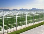 Hermetic Agricultural Glass Greenhouse , Venlo Greenhouse Structure Aluminium