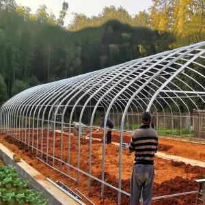 Quality Single Span Plastic Film Tunnel Greenhouse for Agricultural Plants Growing wholesale