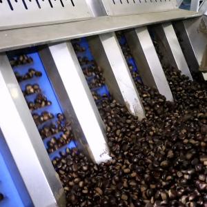 Quality 1500kg/H 6kW Chestnut Grader Sorter With High Sorting Accuracy Of 99.9% wholesale