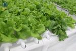 Plastic Multi Span Lettuce Greenhouse For Leafy Greens Cultivation