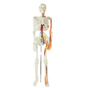 Quality Full Size Anatomy Skeleton Model Chromatic Vessels Nerves 85cm wholesale
