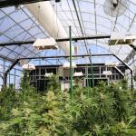 Light Deprivation Plastic Agriculture Blackout Single Span Greenhouse For