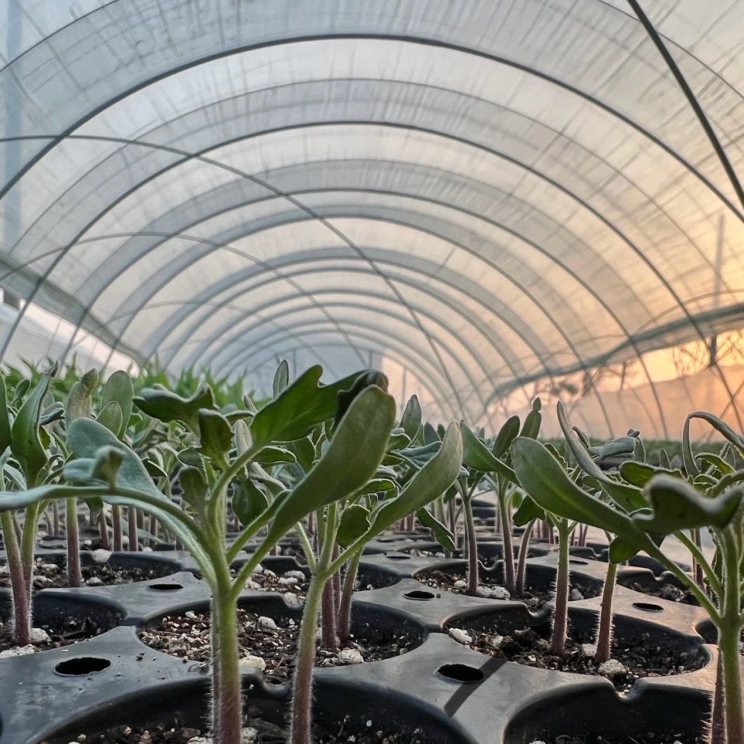 Chinese Origin Arches Greenhouse with Hydroponics