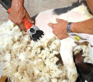 Quality 690W Automatic Sheep Shearing Machine 220V Electric Wool Shears wholesale