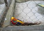 Cable Wire Mesh Stainless Steel High Strength wire rope mesh