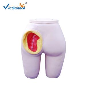 Quality Advanced Nursing Skills 7kgs Medical Training Manikins wholesale