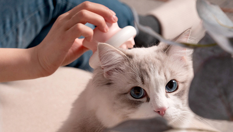 TPU ABS Massaging Cat Comb Self Cleaning Dog Detangling Brush OEM oDM