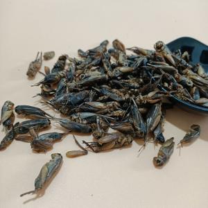 Quality Authentic Chinese Delicacy Dried Crickets Taste Crispy wholesale