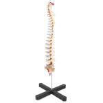 Compact Medical Plastic Simulation 3kgs Vertebral Column Model 80cm