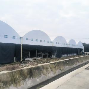 Quality Nursery Commercial Blackout System Plastic Panda Film Multi-span Greenhouse wholesale