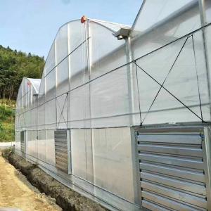 Quality Automatic Control Polyethylene Film UV Protection Multi Span Greenhouse For Plants Growing wholesale