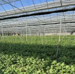 Agricultural Multi Span Greenhouse Plastic Film Hydroponics Vertical Farming