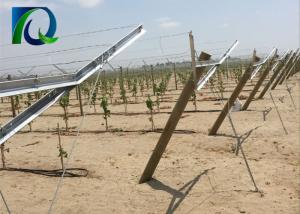 Quality High Strength Table Grape Trellis Systems , Galvanised Steel Vineyard Posts wholesale