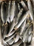 IFS 80-90 BQF Frozen Muroaji Fish For Bait