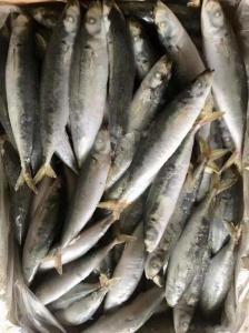 Quality IFS 80-90 BQF Frozen Muroaji Fish For Bait wholesale