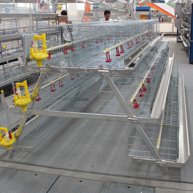 Meat Broiler Chicken Cages With Automatic Poultry Feeding