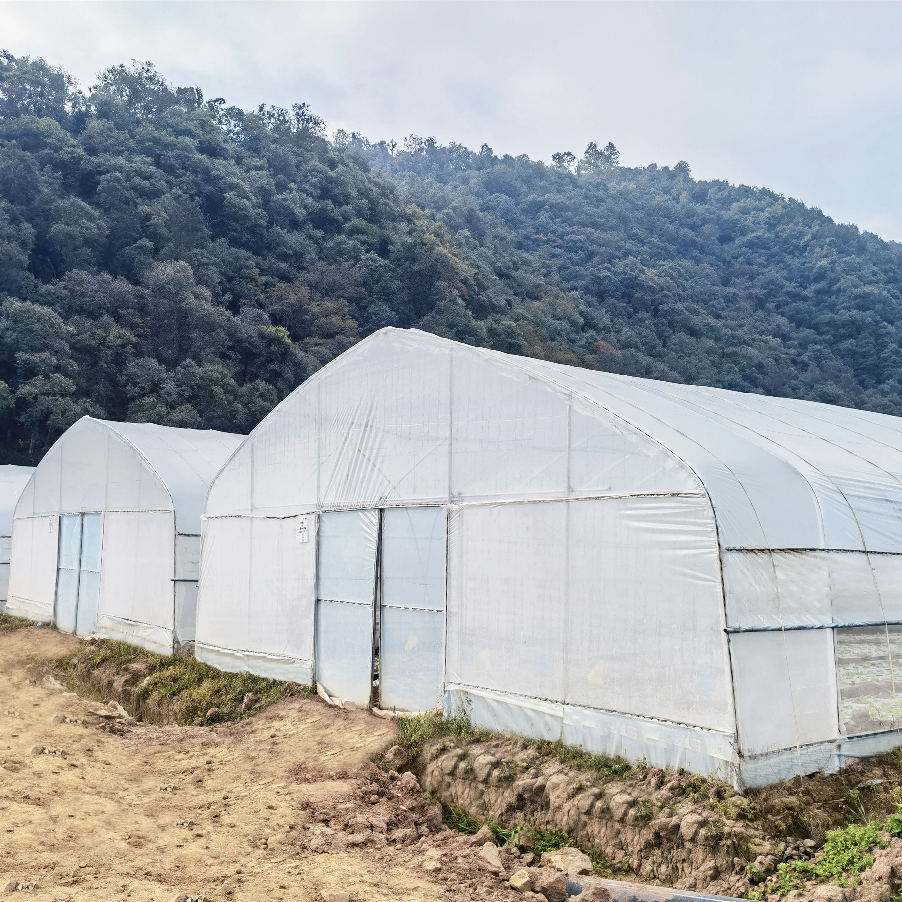 Galvanized Steel Frame Structure Pipe Pe Po UV Plastic Film Vergetables Single-span Greenhouse