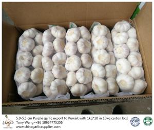 Quality Garlic to Kuwait wholesale