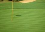 Green Artificial Turf Grass , Artificial Golf Turf Sports Lawn Long Lifetime