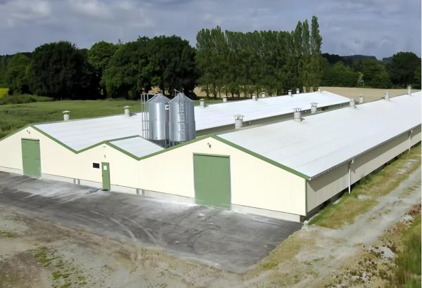 Durable Steel Poultry House Automatic Feeding System Feeding Pan Poultry