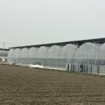 Plant Nursery Polyethylene Film Greenhouse Kit / Farm Tech Greenhouses