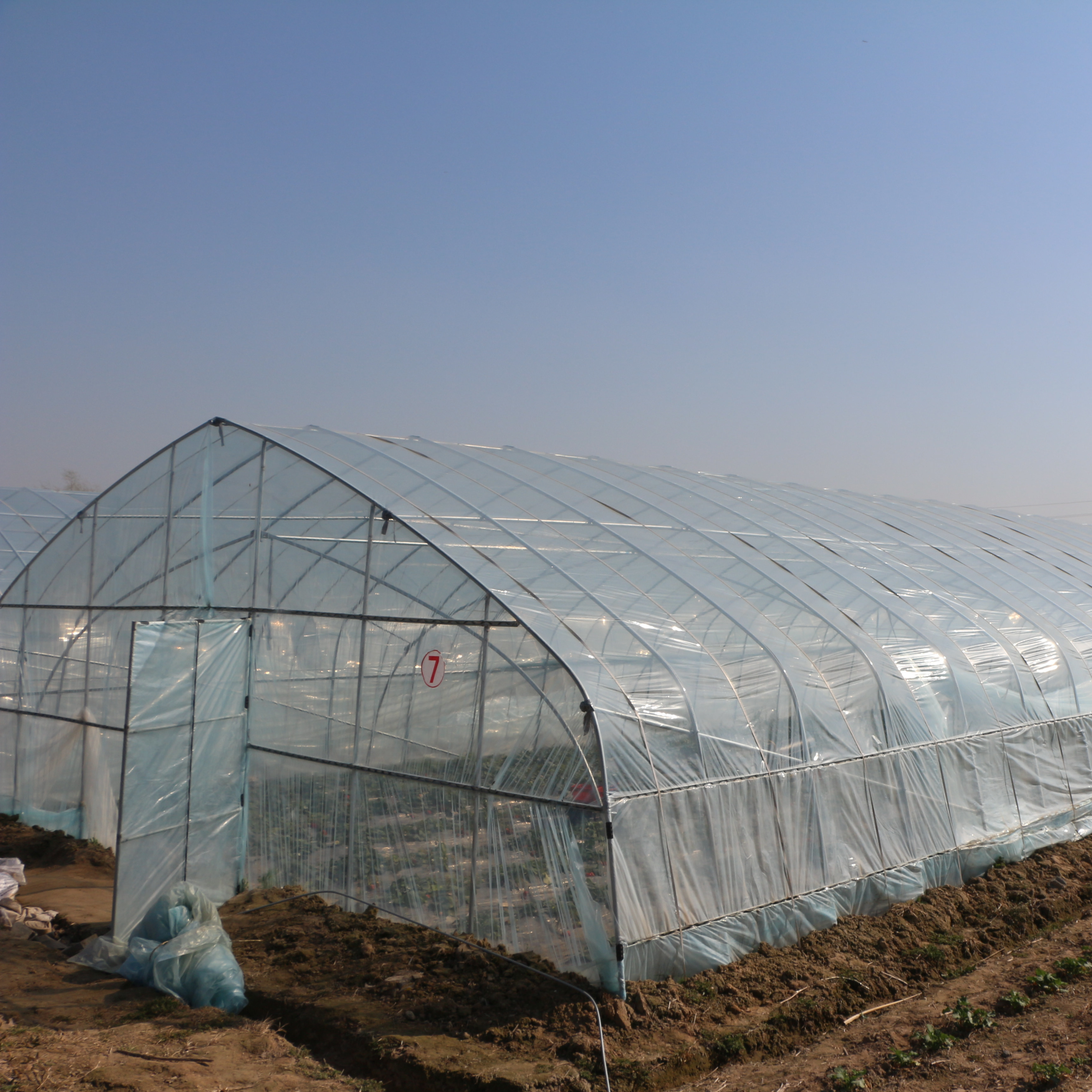 Automated Single Layer High Tunnel Passive Solar Greenhouse For Strawberry