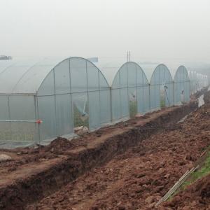 Quality Multi Span Arch Plastic Film Greenhouse Tomato Strawberry Agricultural wholesale