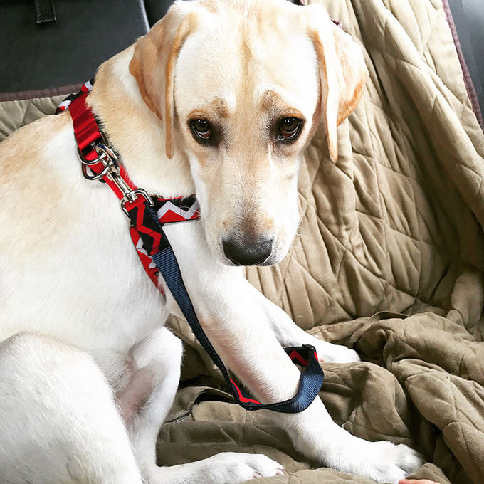 61cm Large Dog Safety Leash Car Seat Belt For Cargo Area With Striped Elastic Jacquard