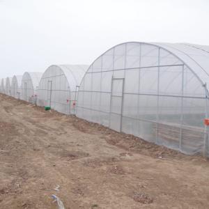 Quality Single-Span Agricultural Greenhouses Solution for Growing Produce wholesale