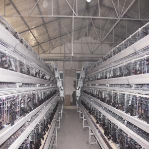 Quality 10000 Egg Layer Battery Chicken Cage Equipment Q235 Steel Material SONCAP Listed wholesale