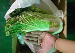 Quality Healthy Organic Chinese Cabbage Japan Standard Big Size Own Bases wholesale