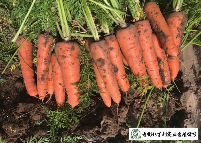 HACCP / GAP Standard Fresh Organic Carrots Own Plantation Supply To Supermarket