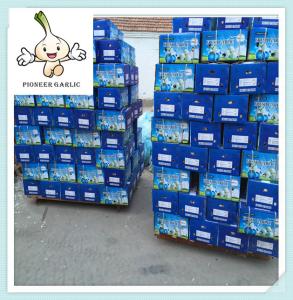 Quality garlic price in china 2016/garlic production fresh white garlic wholesale