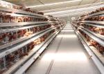 Battery Chicken Farm Poultry Equipment With Auto Chicken Feeding System