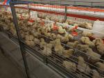 3 Tiers-10 Tiers Broiler Chicken Cage Automatic Broiler Battery Cage System