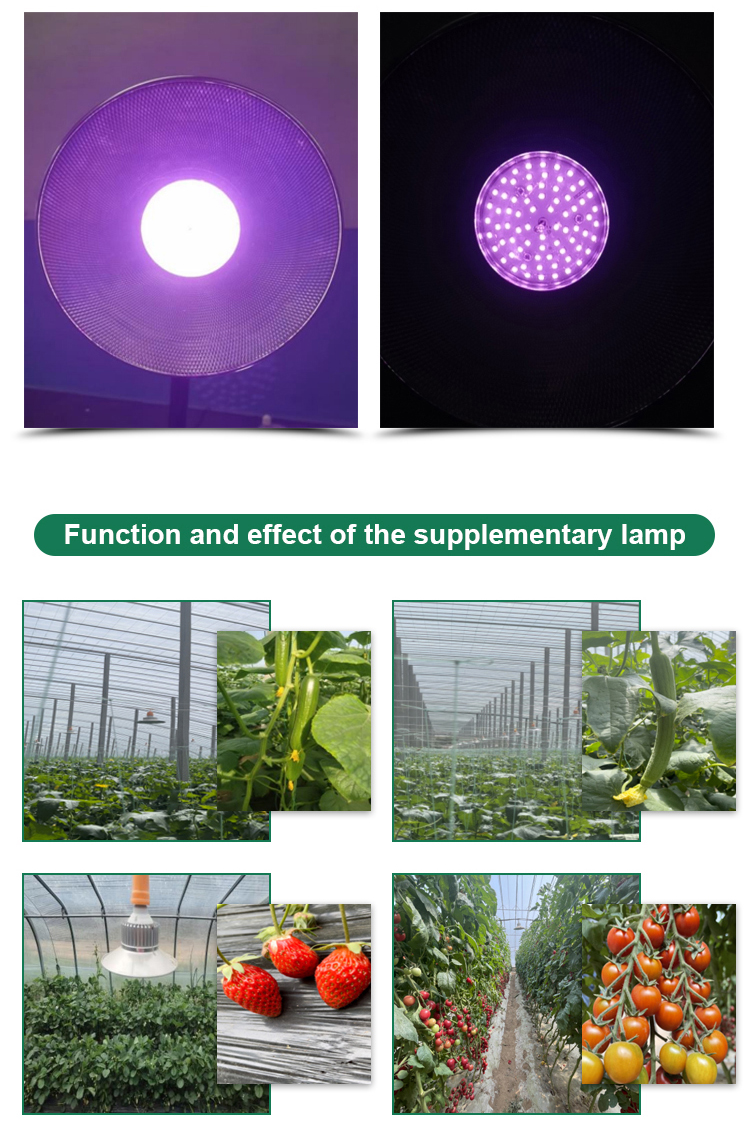 30000 Hour Working Lifetime 220v LED Grow Module for Greenhouse Fill Light Planting
