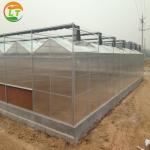 Economical European Polycarbonate Greenhouse with Roof and Side Ventilation