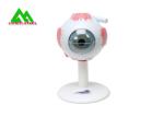 Medical 3D Anatomical Eye Model , Human Eyeball Anatomy Model