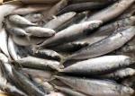 Sea Decaptromateus Macrosoma 60g 65g Frozen Fishing Bait