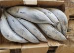 purse seine catch 3ppm Histamine 500g 1.8kg Frozen Skipjack Fish