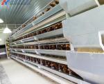 5 Tiers 6 Tiers Poultry Layer Cage H Type Animal Feeding Chicken Metal Cage