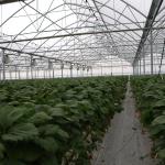 Clear Sawtooth Roof Multi Span Greenhouse Plastic Sheeting ISO9001 2008