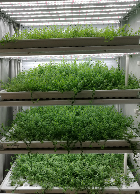 Juxiang Leafy Vegetable Container House