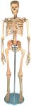 Human Body Artist Wooden Manikin Artist Mannequin Figure Natural Colour
